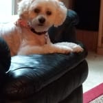 This medication helped my pet with her ear infection.