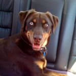 Relief for chronic gastro issues