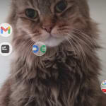 Special diet cat stomach is better