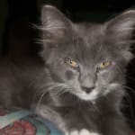 Affordable and effective flea treatment