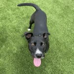 Relieved Stomach Issues