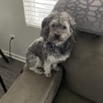 This medication helped my pet