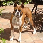 Meloxidyl is giving Skyler relief from her athritis pain.