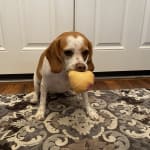 The medicine helped my fur baby.