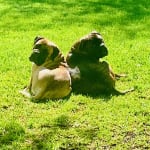 Probiotic fixes Max's digestive problems