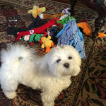 Medication helps my pet.