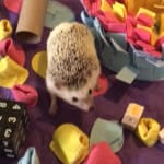 The only food my hedgehog will eat!