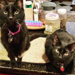 Merlot loves Vet Rx Direct!  😻