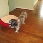 The Pet syringes are small and does not hurt my little dog