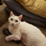 Quality insulin available in financially manageable quantiti