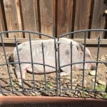 Keeping our piggy's skin and coat healthy.