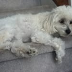 This med helps my senior dog and is affordable too!