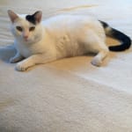 Vet recommended; cats approved!