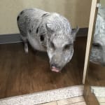 Keeping our piggy's skin and coat healthy.