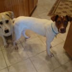 I will continue to purchase this product.