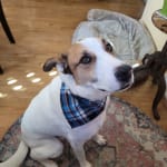 Eye drops helped shepherd mix with first keratitis