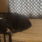 This medication helped my dog!