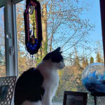 Very helpful medication for my cat's GI motility problems