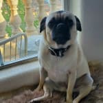 Helped my pug with her eyes.