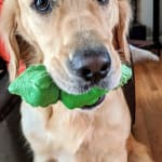Mometamax is great for Cooper's frequent ear infections!