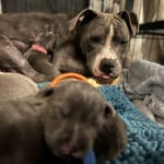 Puppies with skin infections