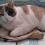 Great Source for Pet Meds