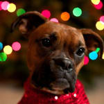 This medication saved my pet!