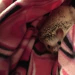 The only food my hedgehog will eat!