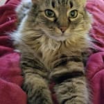 My 14 yr old Maine Coon new favorite treat!