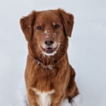 This medication helped my pet