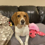 This medication helped my pet !!