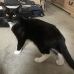 This medication helped my kitten