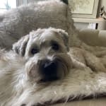 This medication makes for a happy dog