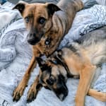 Chewable Flea Tick Med for my babies