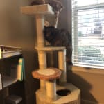 Meowablea from sample to full ordee