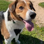 Great for my dog during chemo