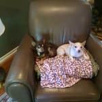 Power packed vitamins for our pets!