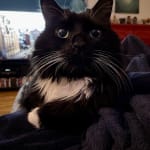 Probiotics Helped My Elderly Cat's Appetite