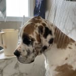 The shampoo relieved symptoms but doesn't lather.