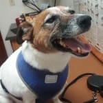 Where would we be without Vet Rx?