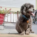 A least expensive alternative to Chemotherapy