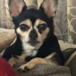 This medication is helping Proxy with her heart murmur.