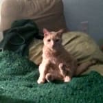 ta