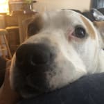 Helps Fatboy with his seizures