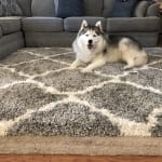 Cheers to happy tummies