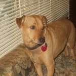 My Fur Baby is finally flea free