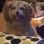 Needed for aftercare for my dog's eye surgery.