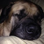 My English mastiff buddy