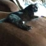 This is a great product I highly recommend it!