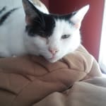 This product saved my cat's life.